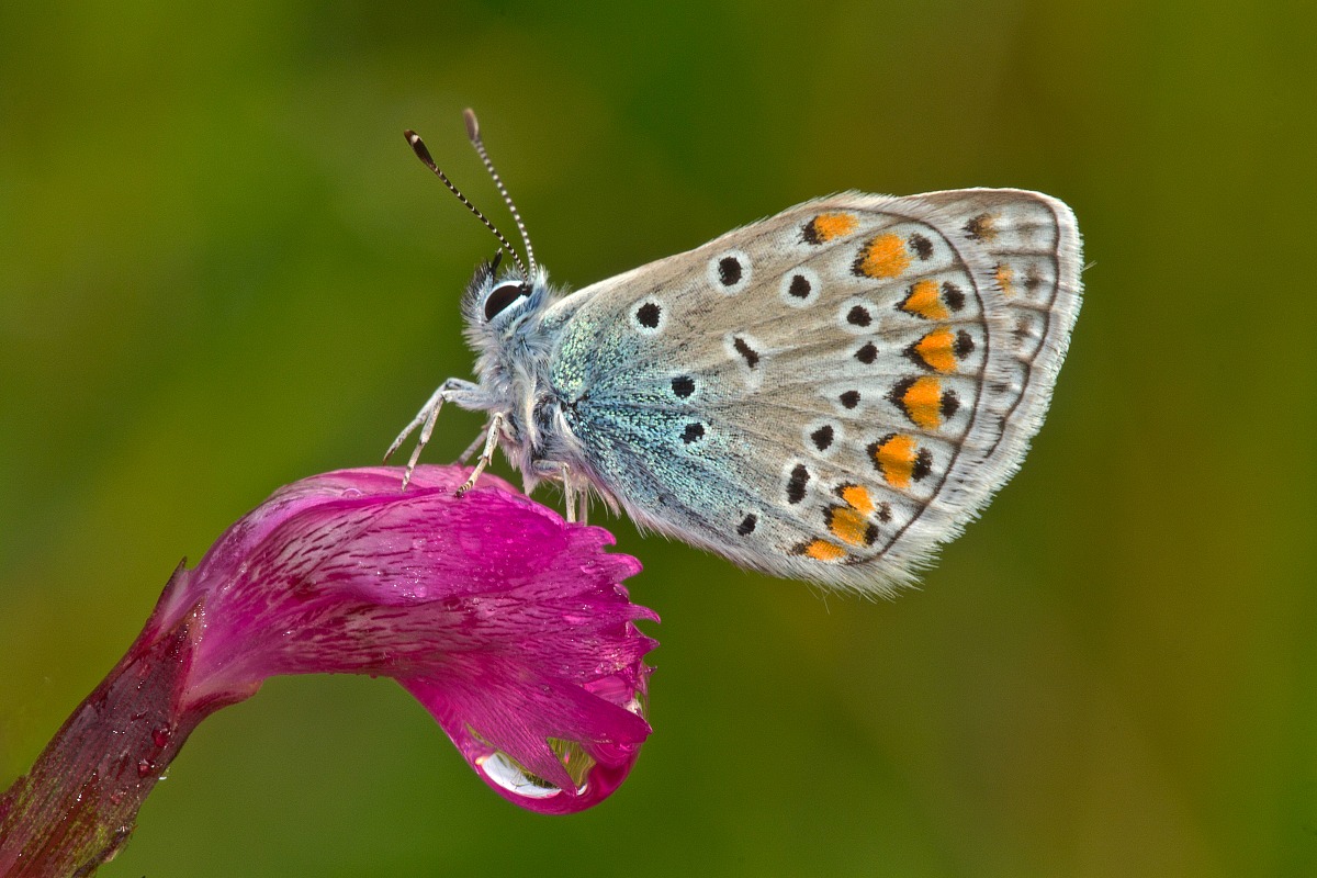 Polyommatus thersites