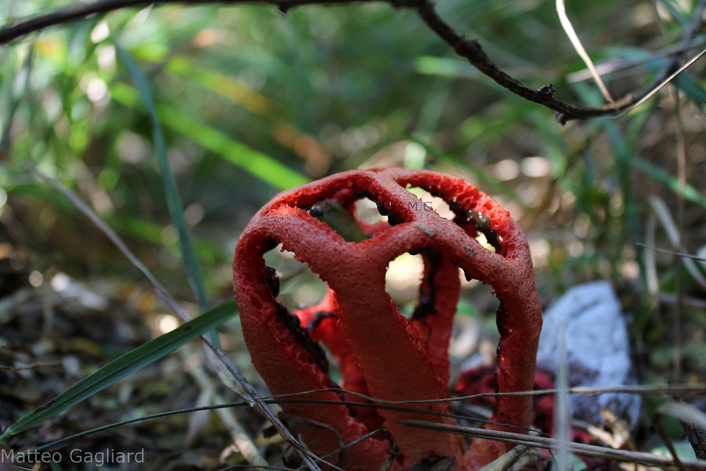 Clathrus ruber