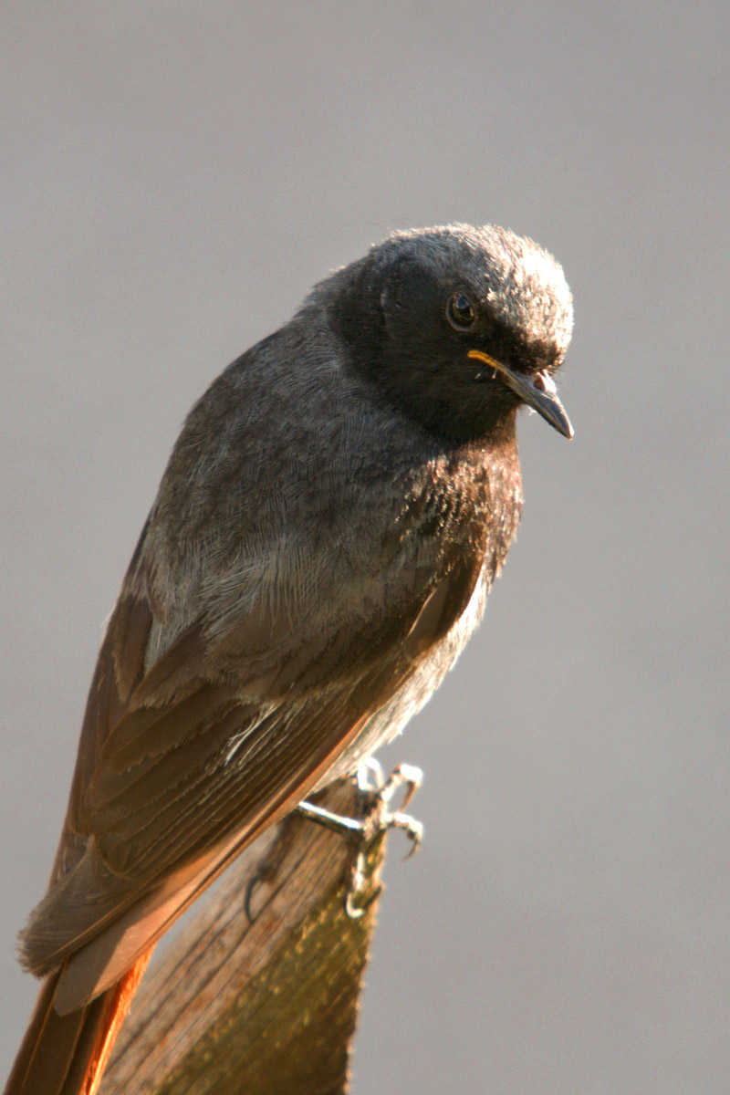 Codirosso spazzacamino