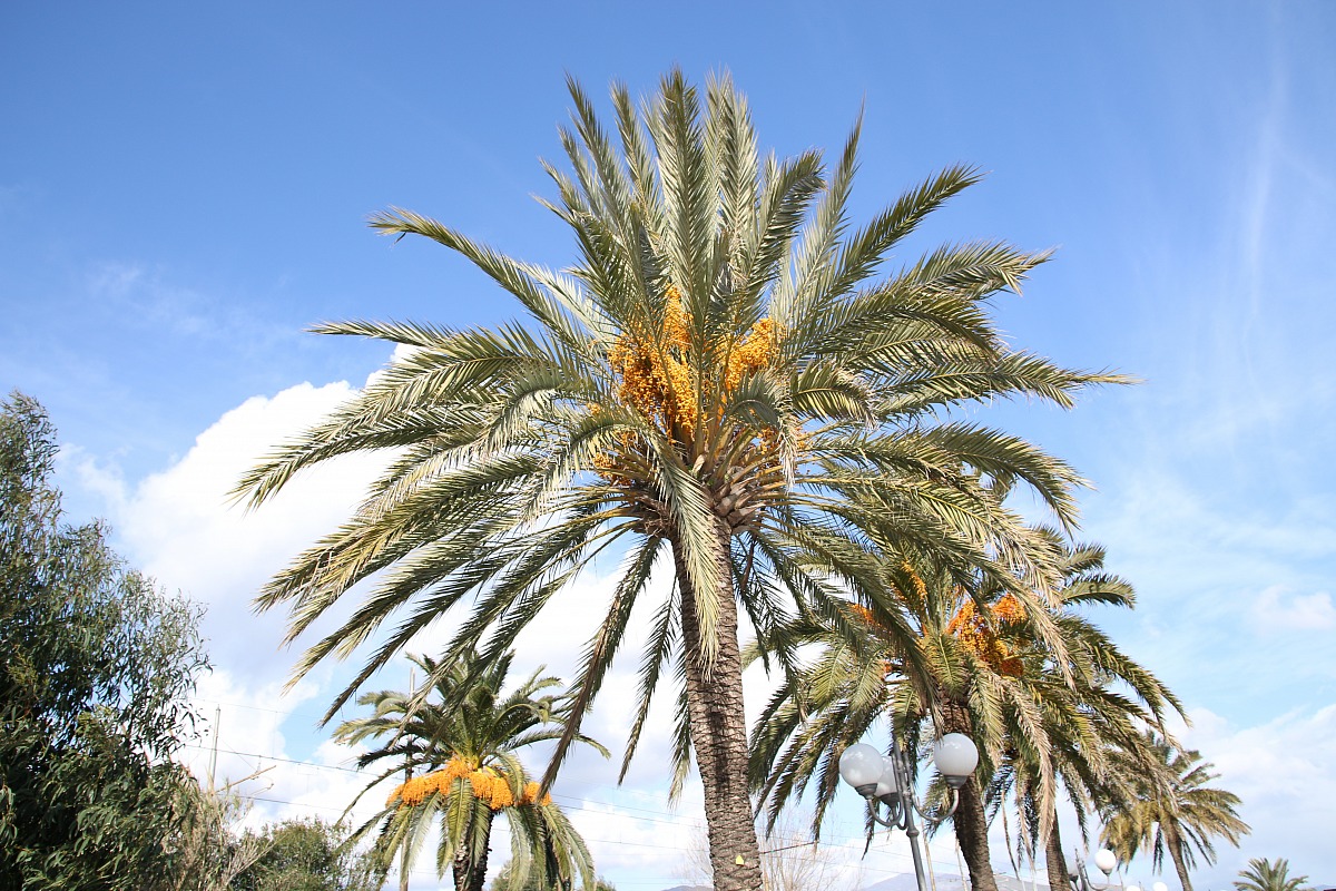 Albenga Palma with Dates