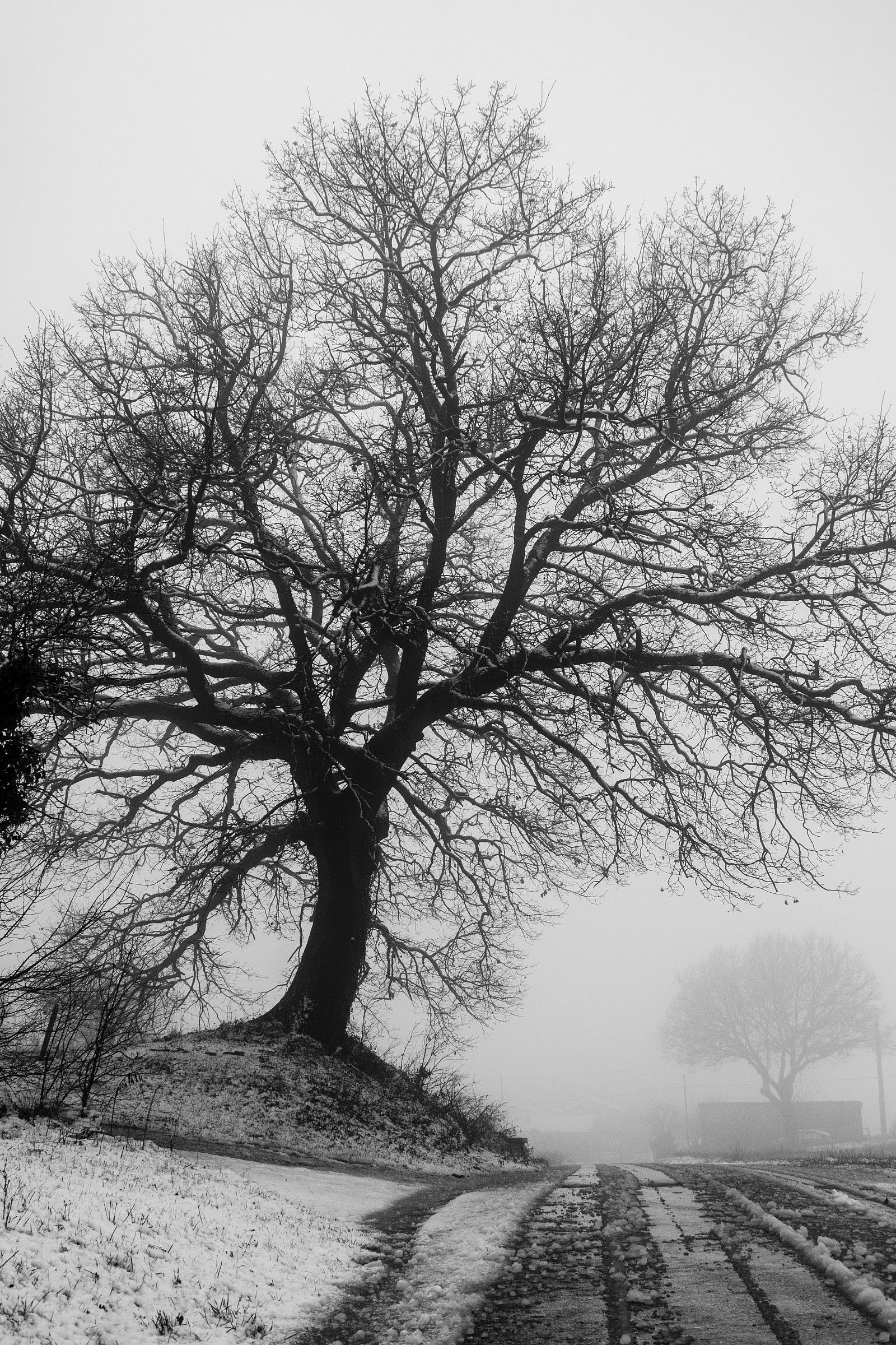 Between snow and fog