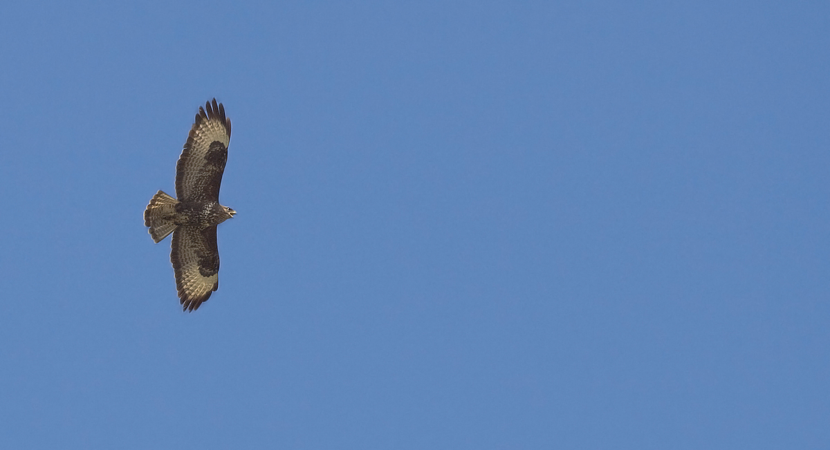 Buzzard