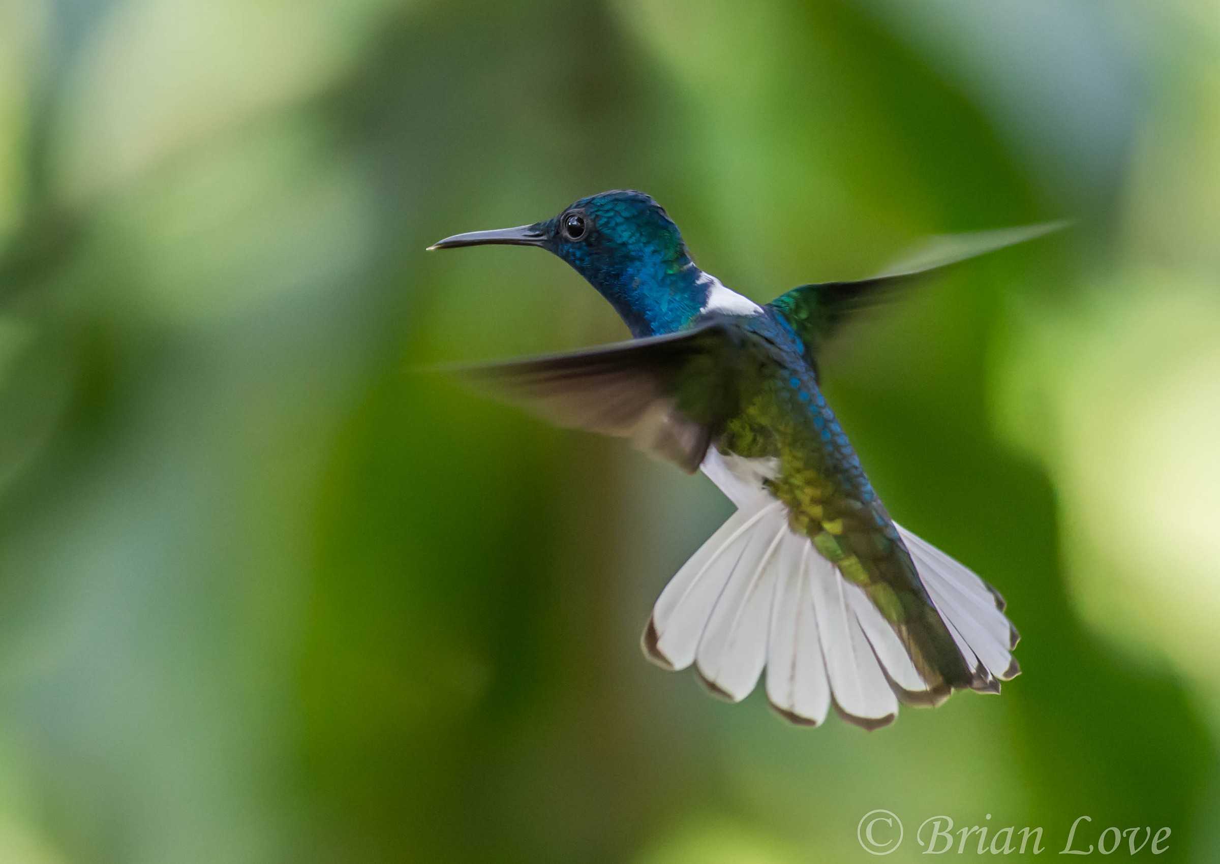 Bianco-collo giacobina - Maschile