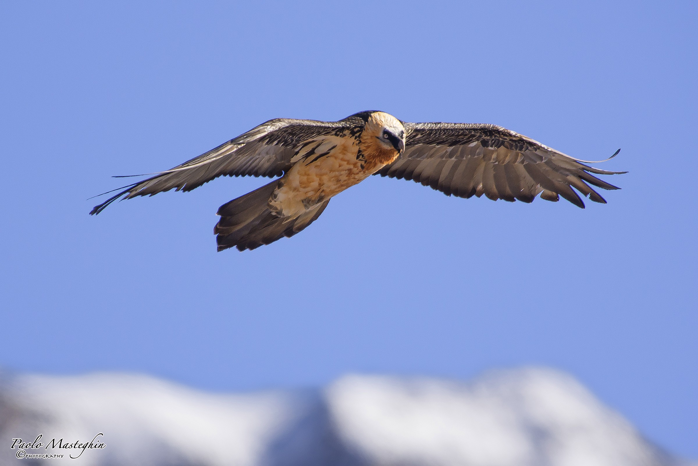 Leggero sulle Alpi. Gipeto.