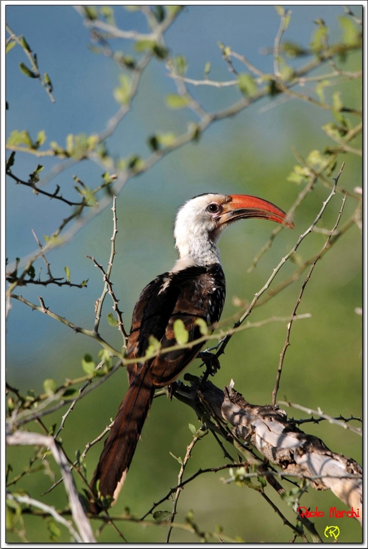 Gazù! il consigliere del re Leone...
