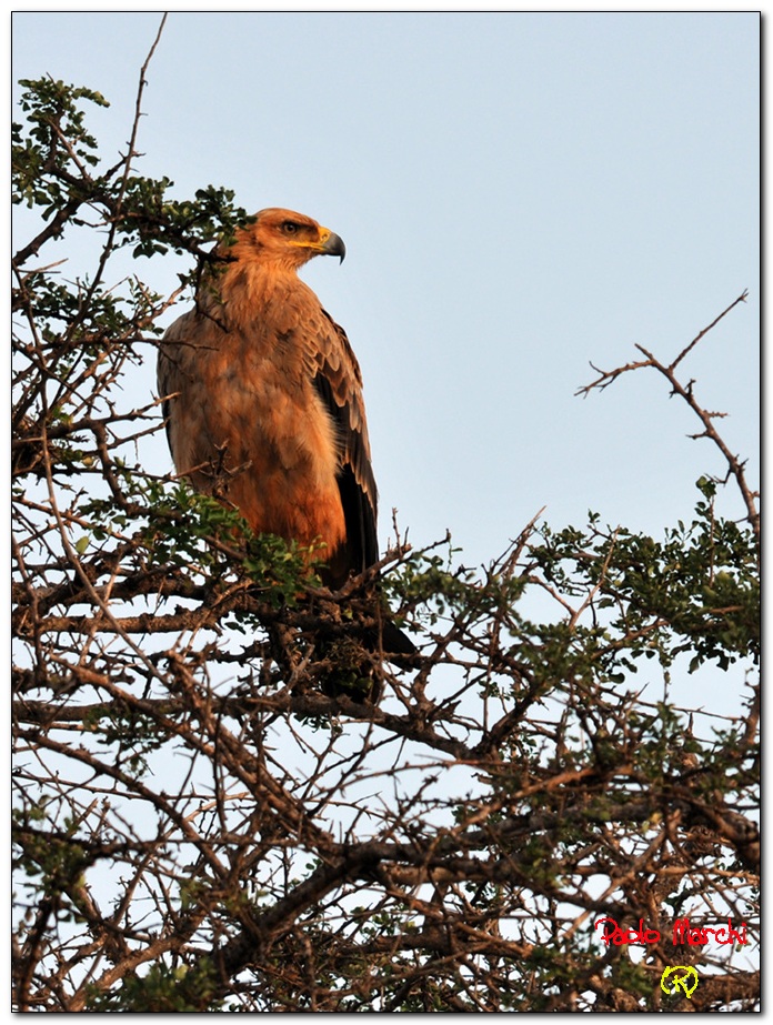 Attenta ad ogni cosa...