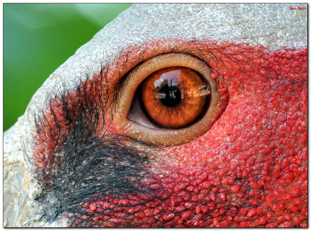 Occhio multicolor...