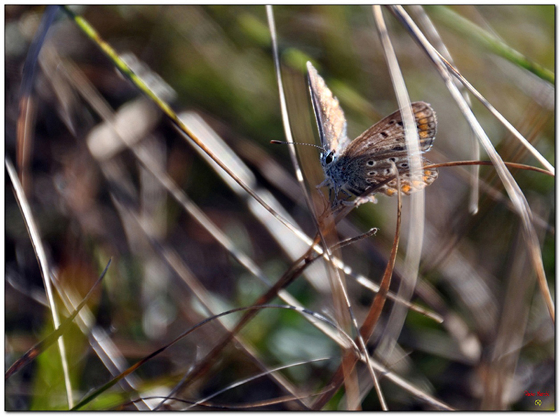 Una farfalla tra l'erbetta...