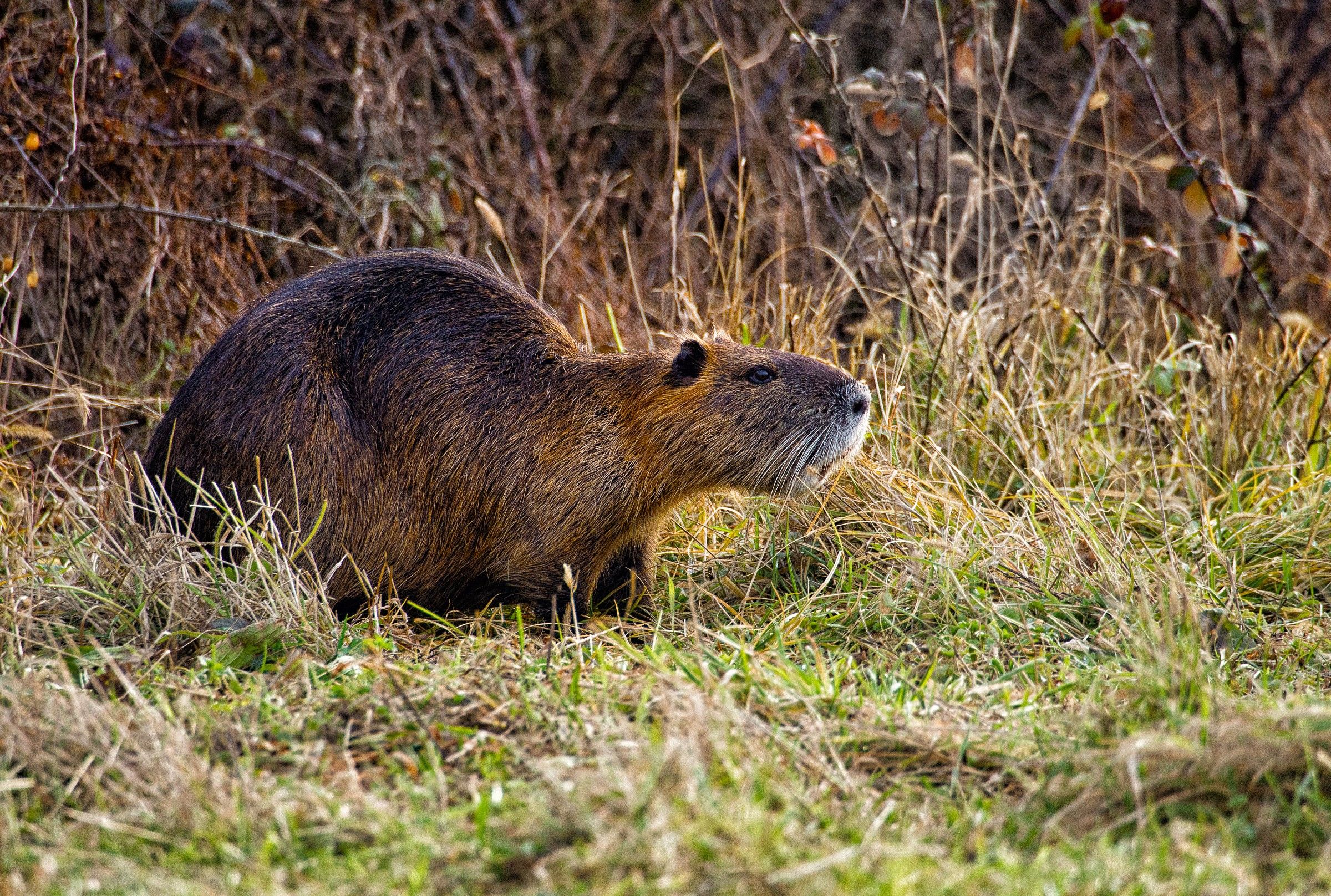 nutria