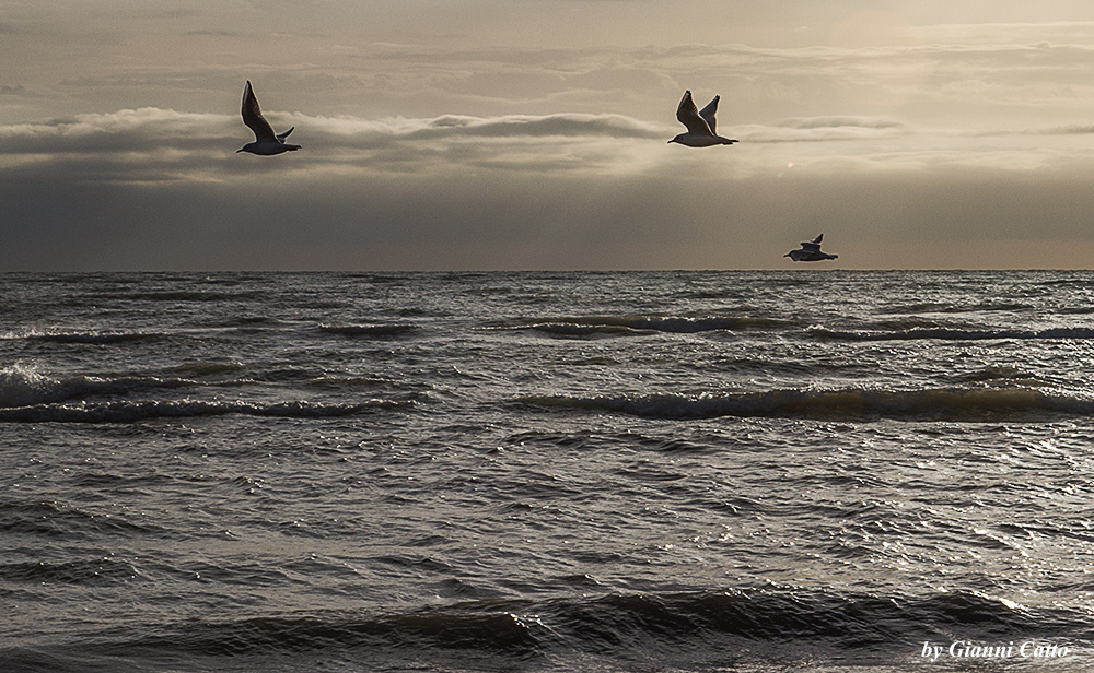Gulls