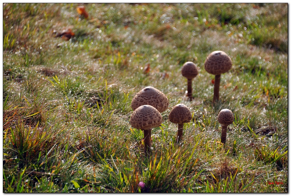 La prima rugiada del mattino accarezza delle mazze