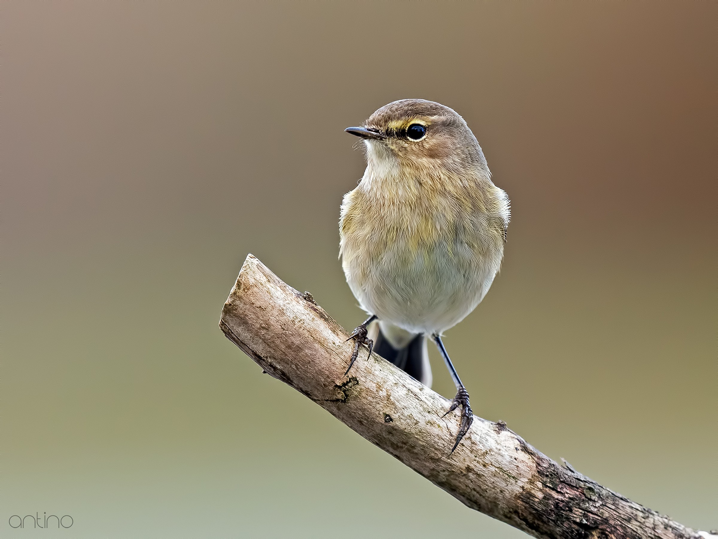 Chiffchaff