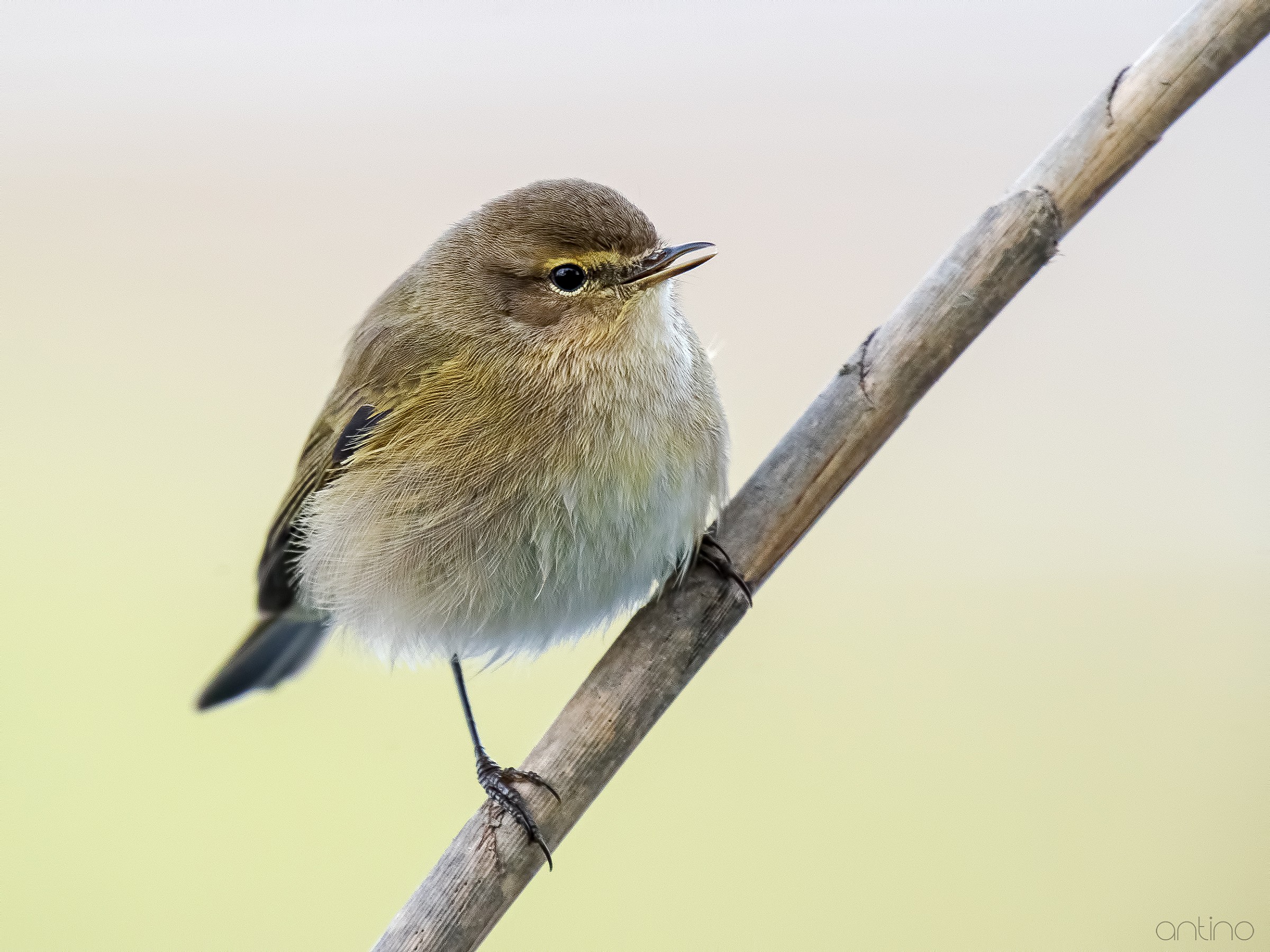 Chiffchaff
