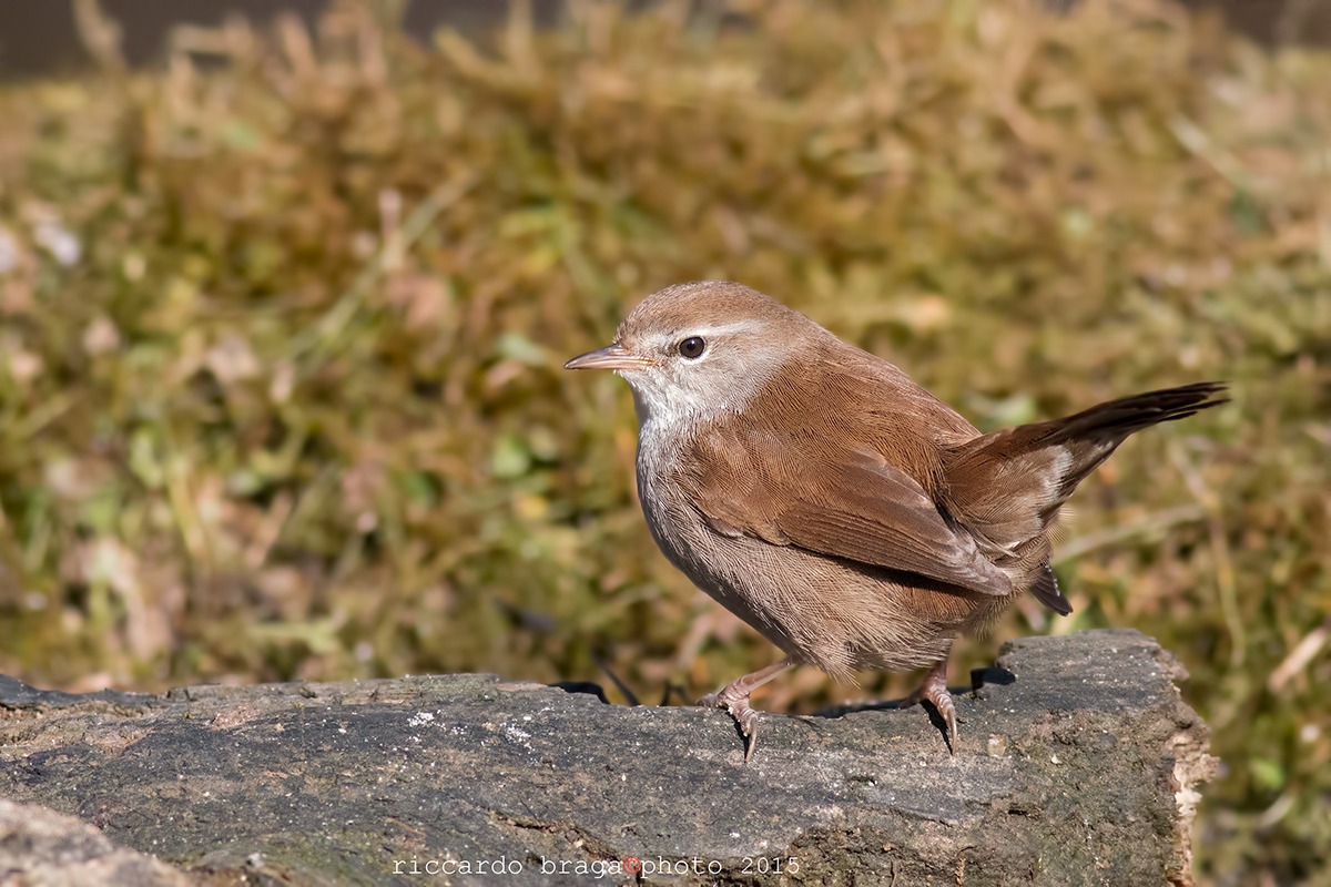 Cetti's Warbler