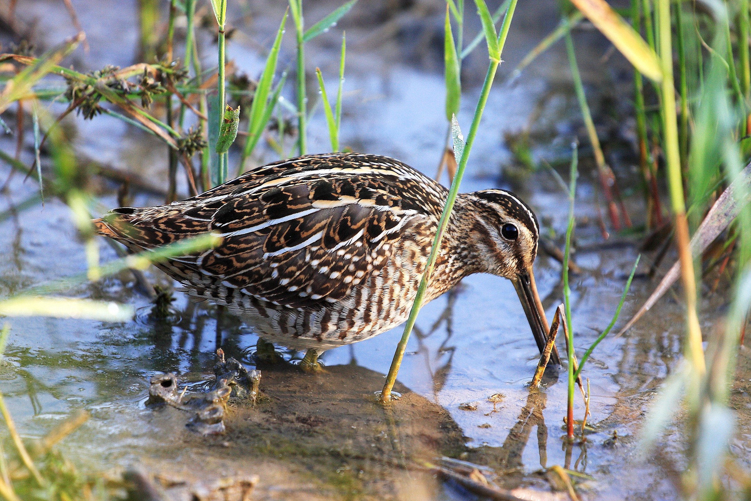 snipe