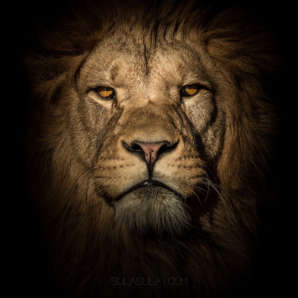 Lion | ZOO Plzen