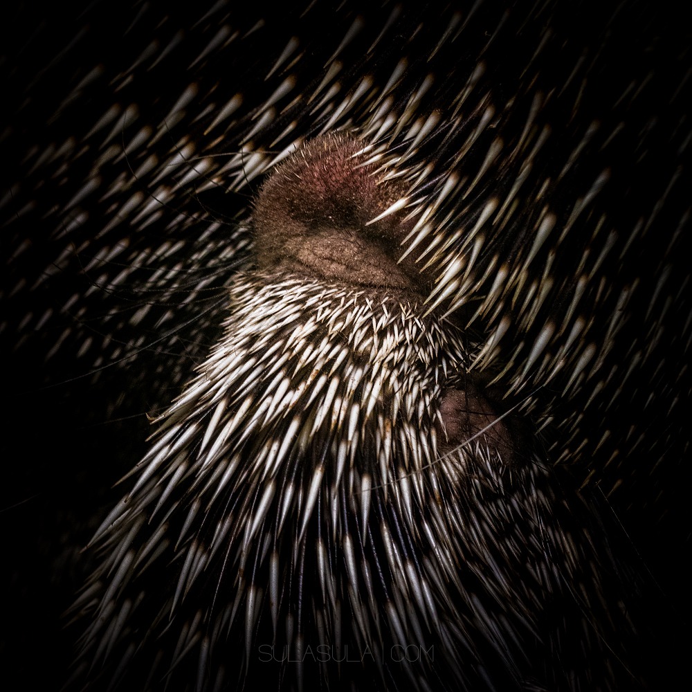 Porcupine | ZOO Plzen