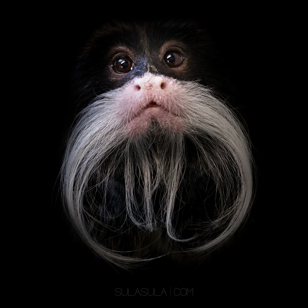 Tamarin | ZOO Plzen