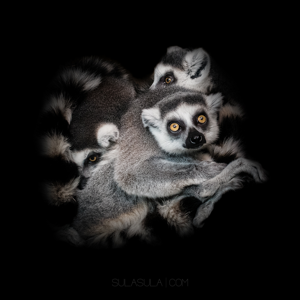 Lemur | ZOO Plzen