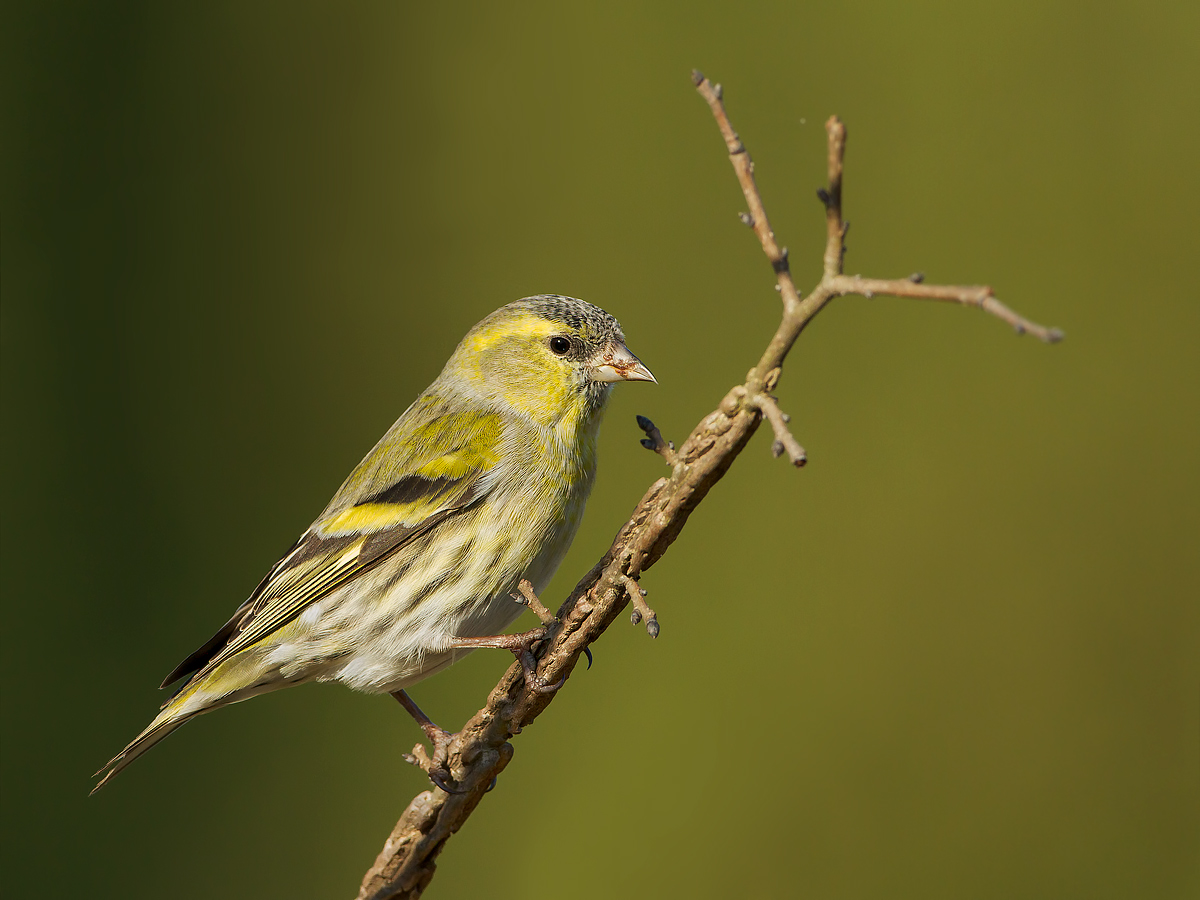 siskin