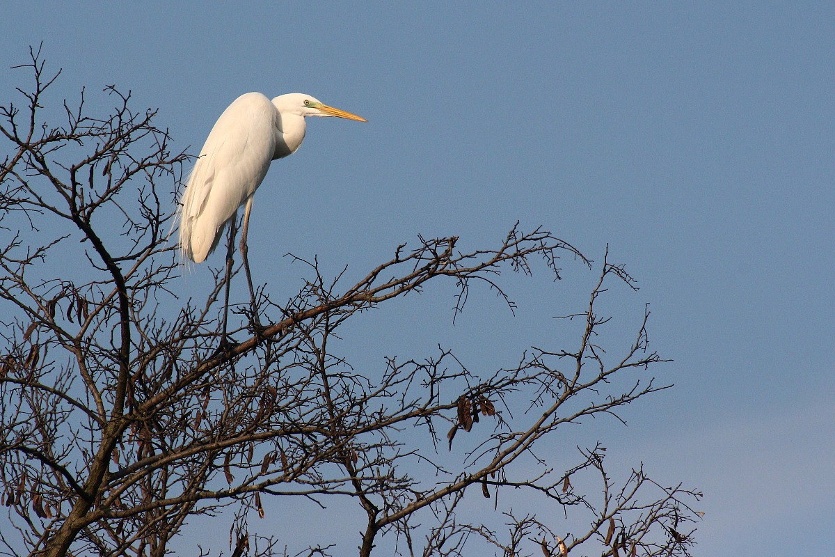 Great Egret
