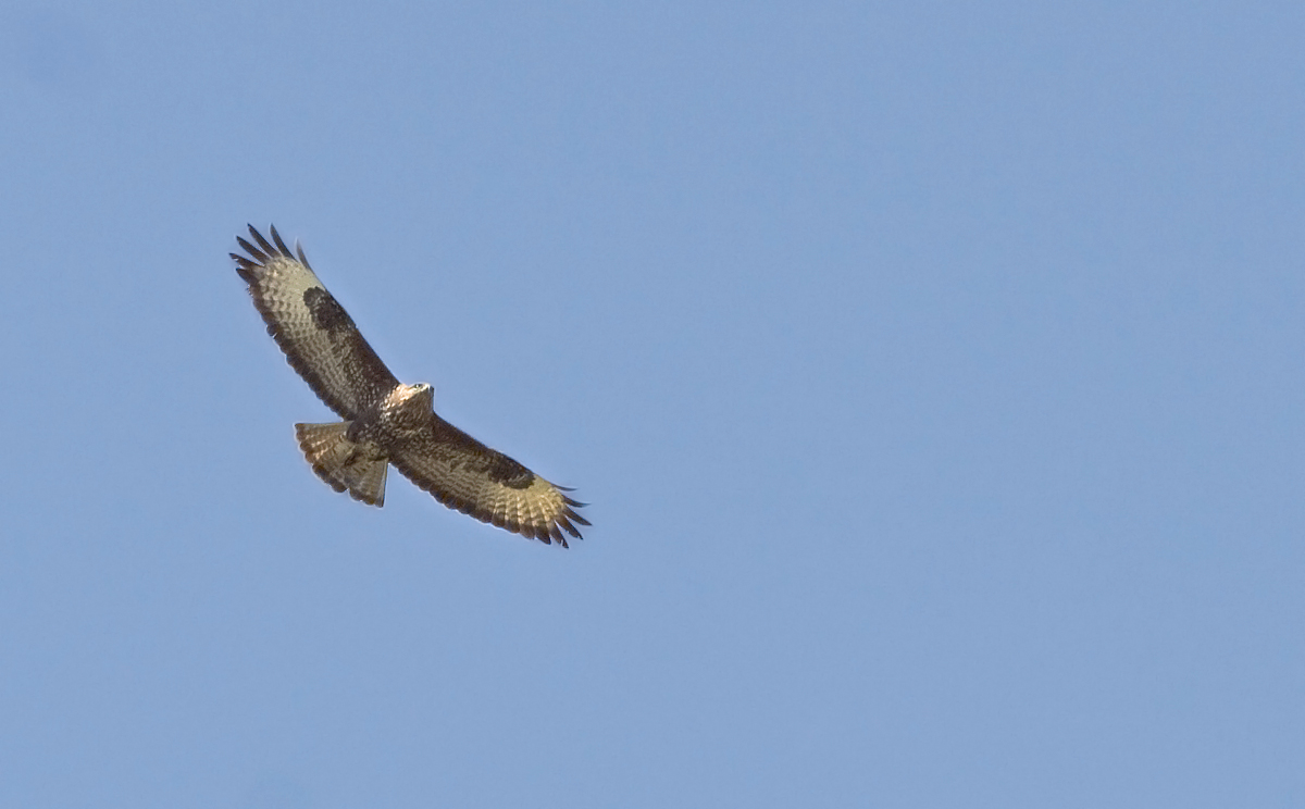 Buzzard