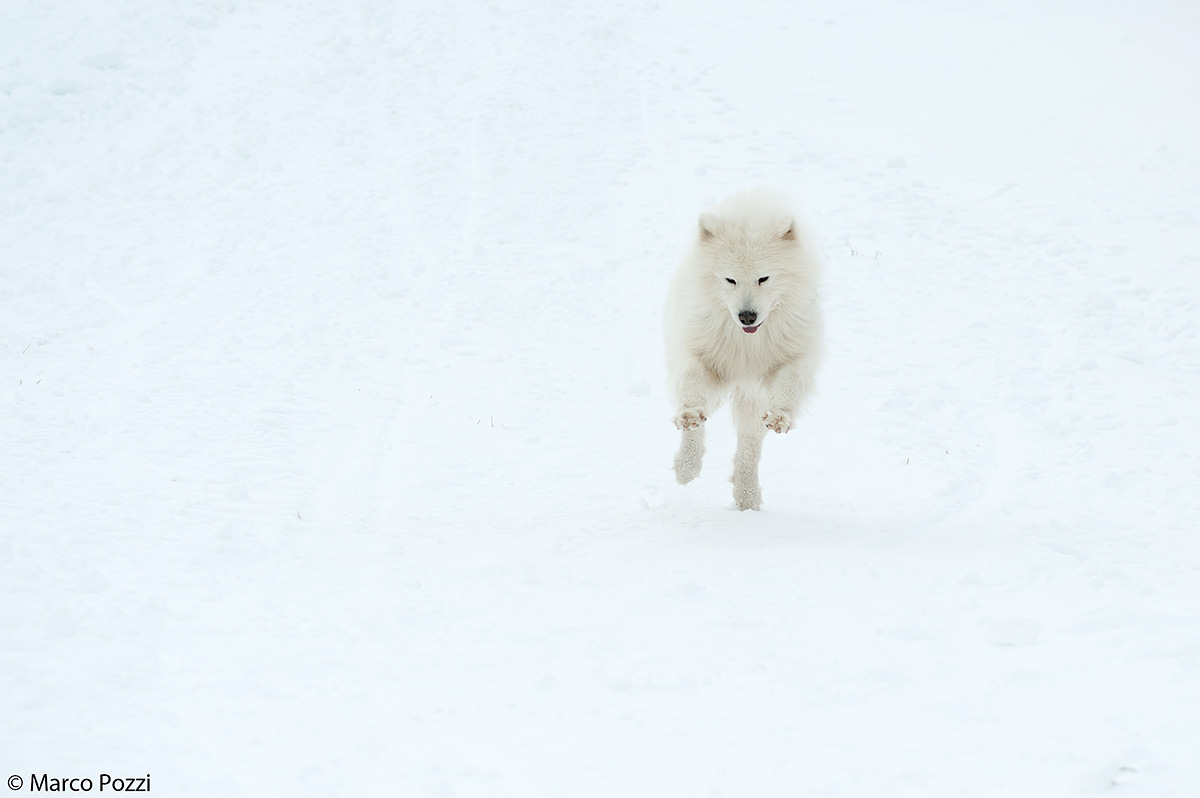 Jumpin 'in the white