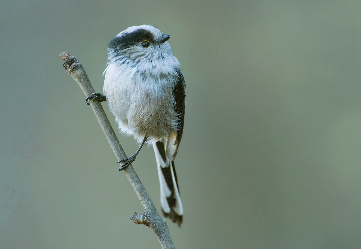 again "the usual codibugnolo"