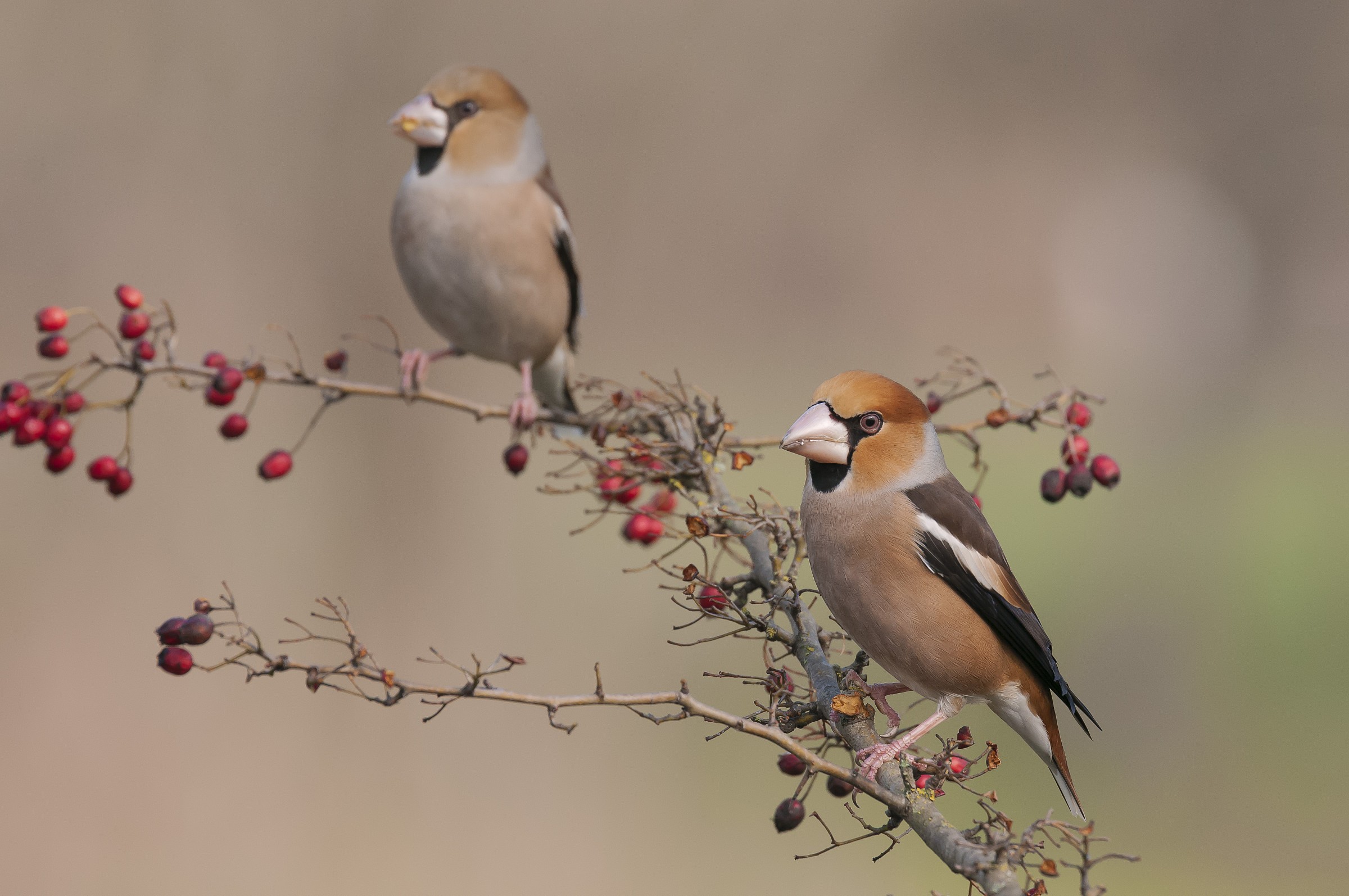Frosone maschio e Femmina.