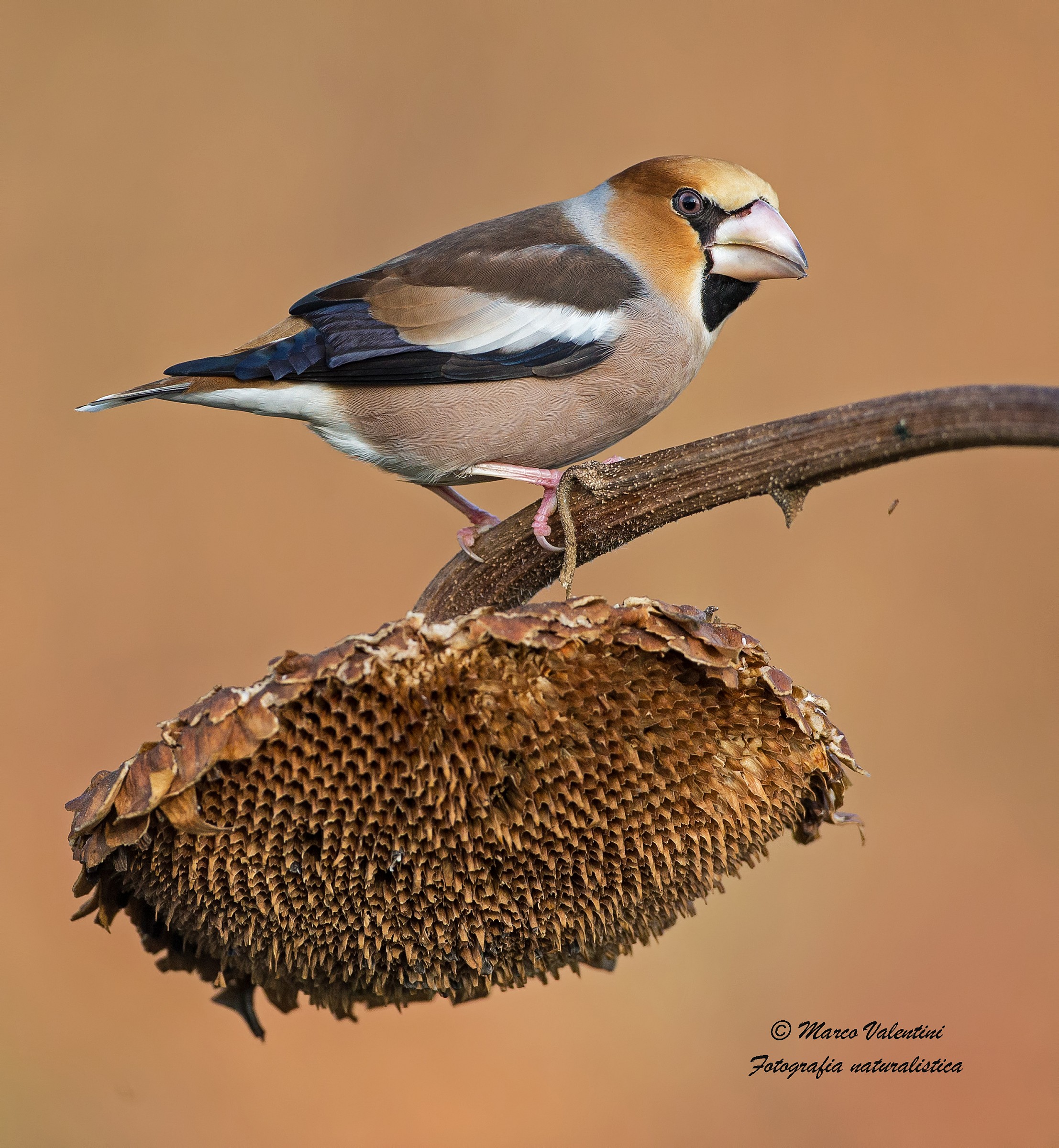 Hawfinch