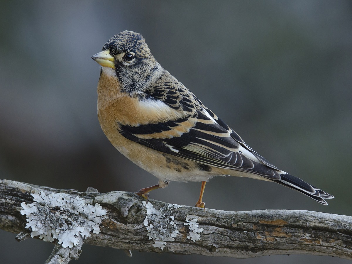 brambling 4