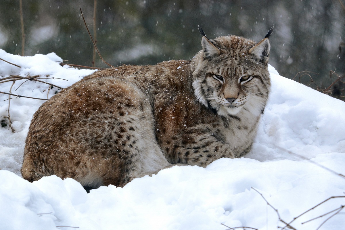 Fiocca sulla lince