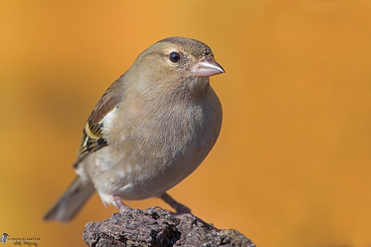 Female Chaffinch KM Zero ......