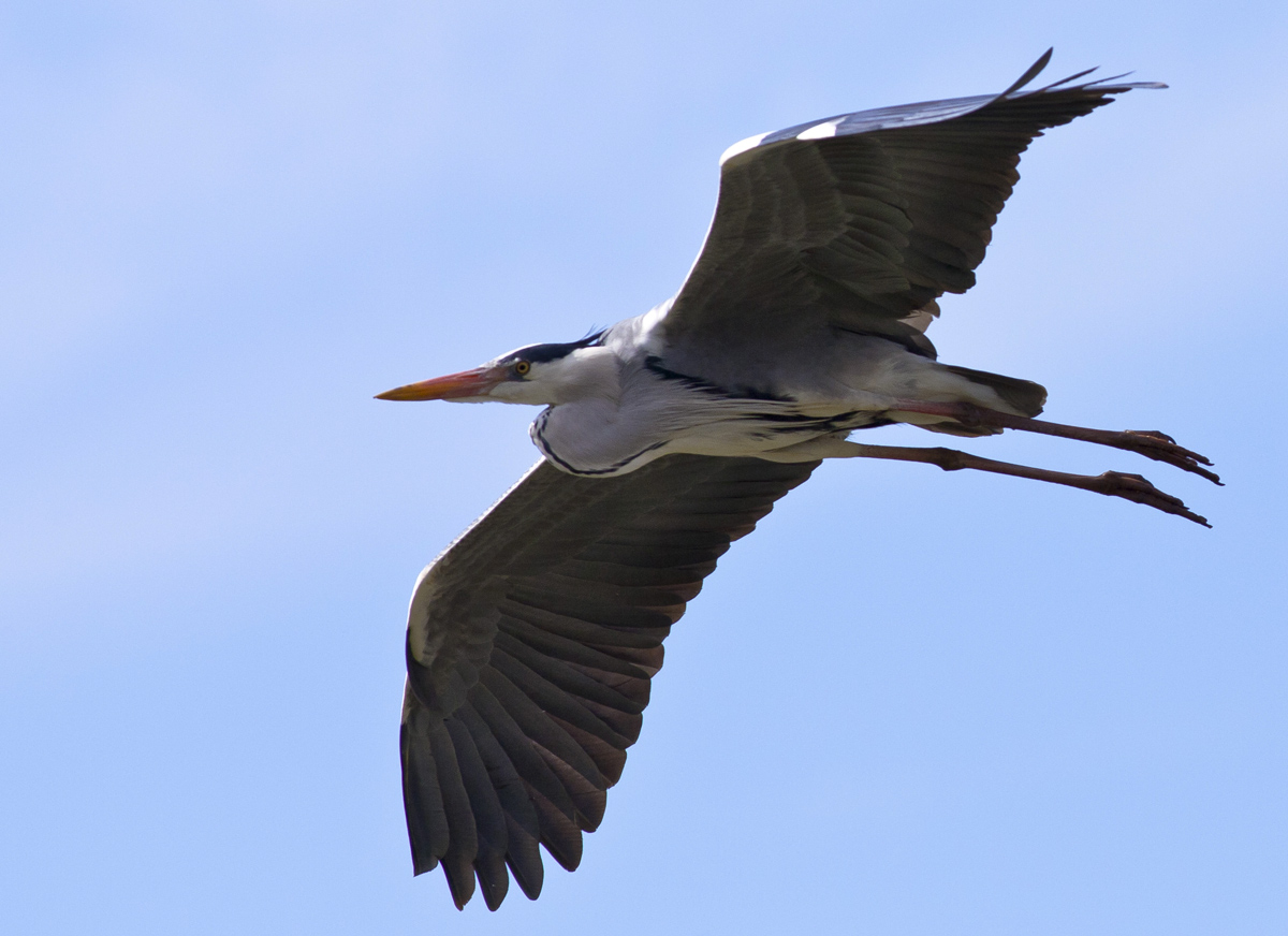 Airone cenerino(Ardea cinerea)
