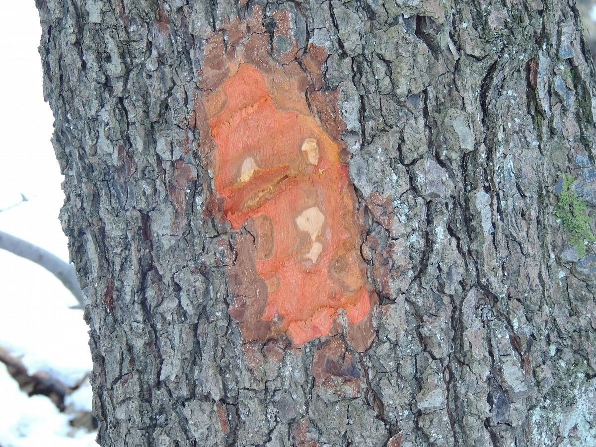 espressione di un albero