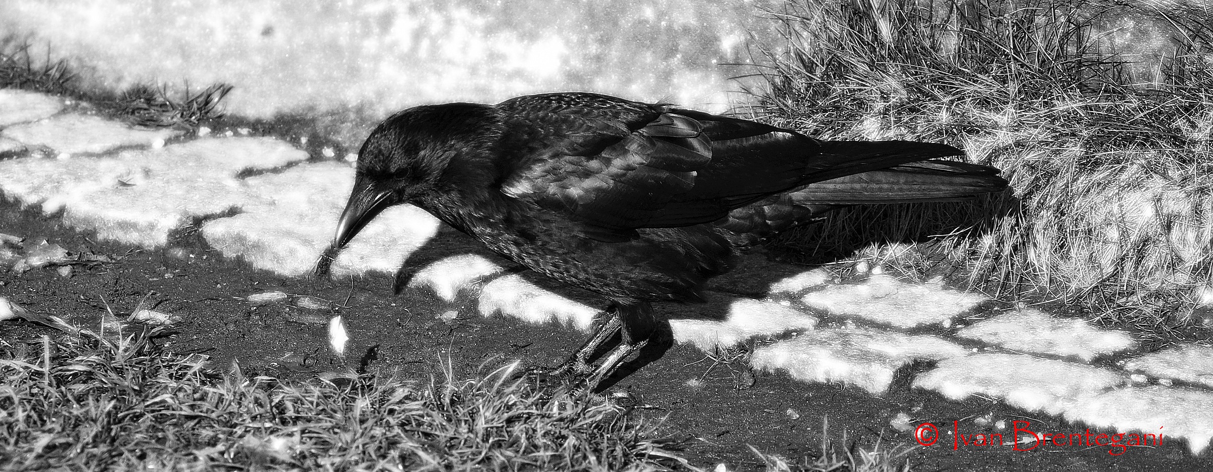 una simpatica cornacchia per combattere le tue paure