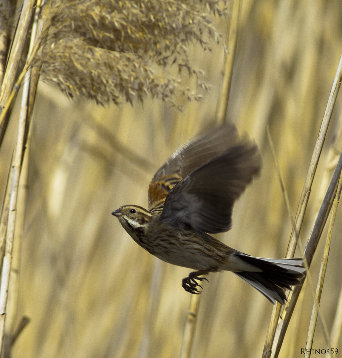 Migliarino di palude(Emberiza schoeniclus)