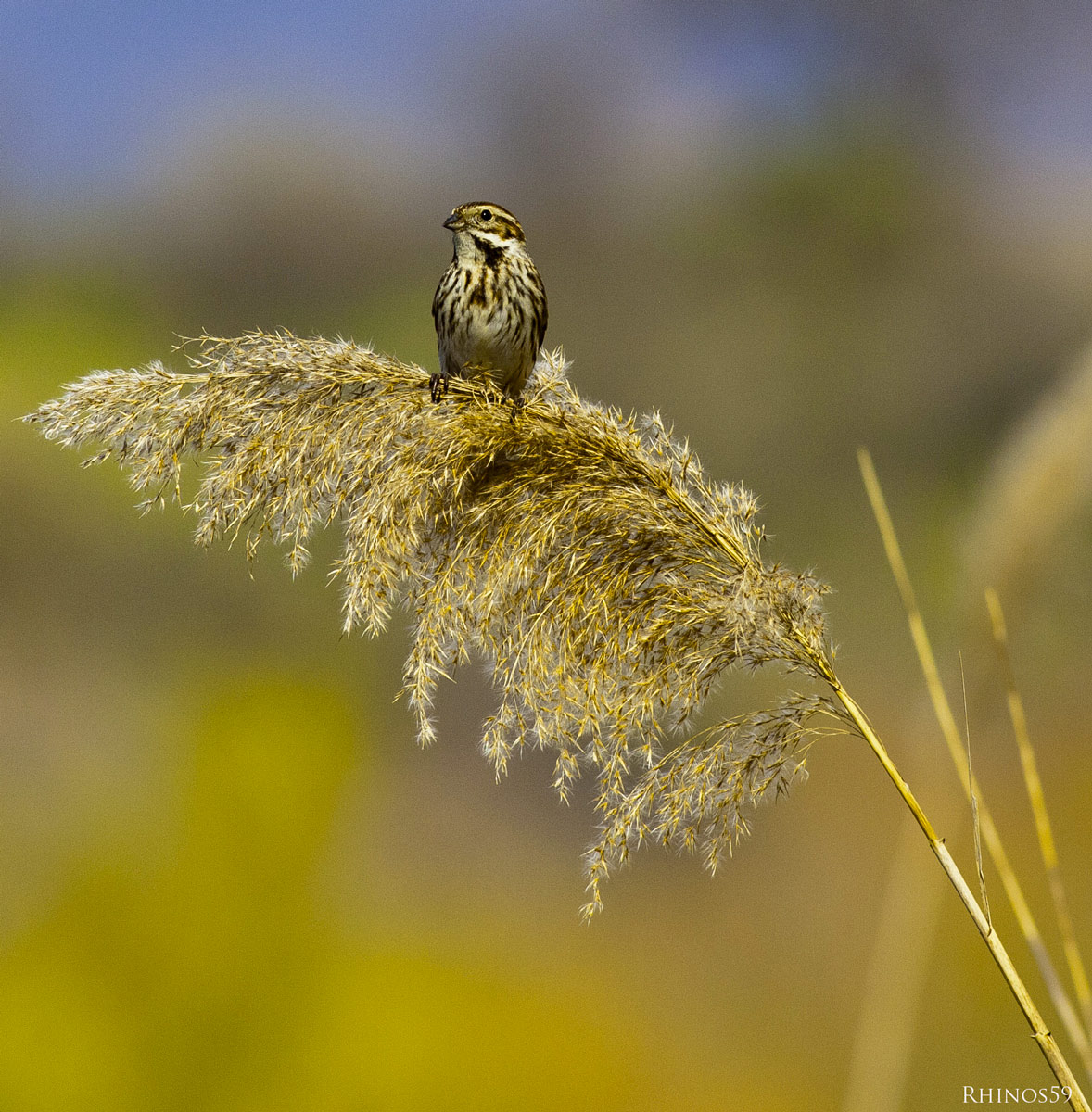 Migliarino di palude(Emberiza schoeniclus)