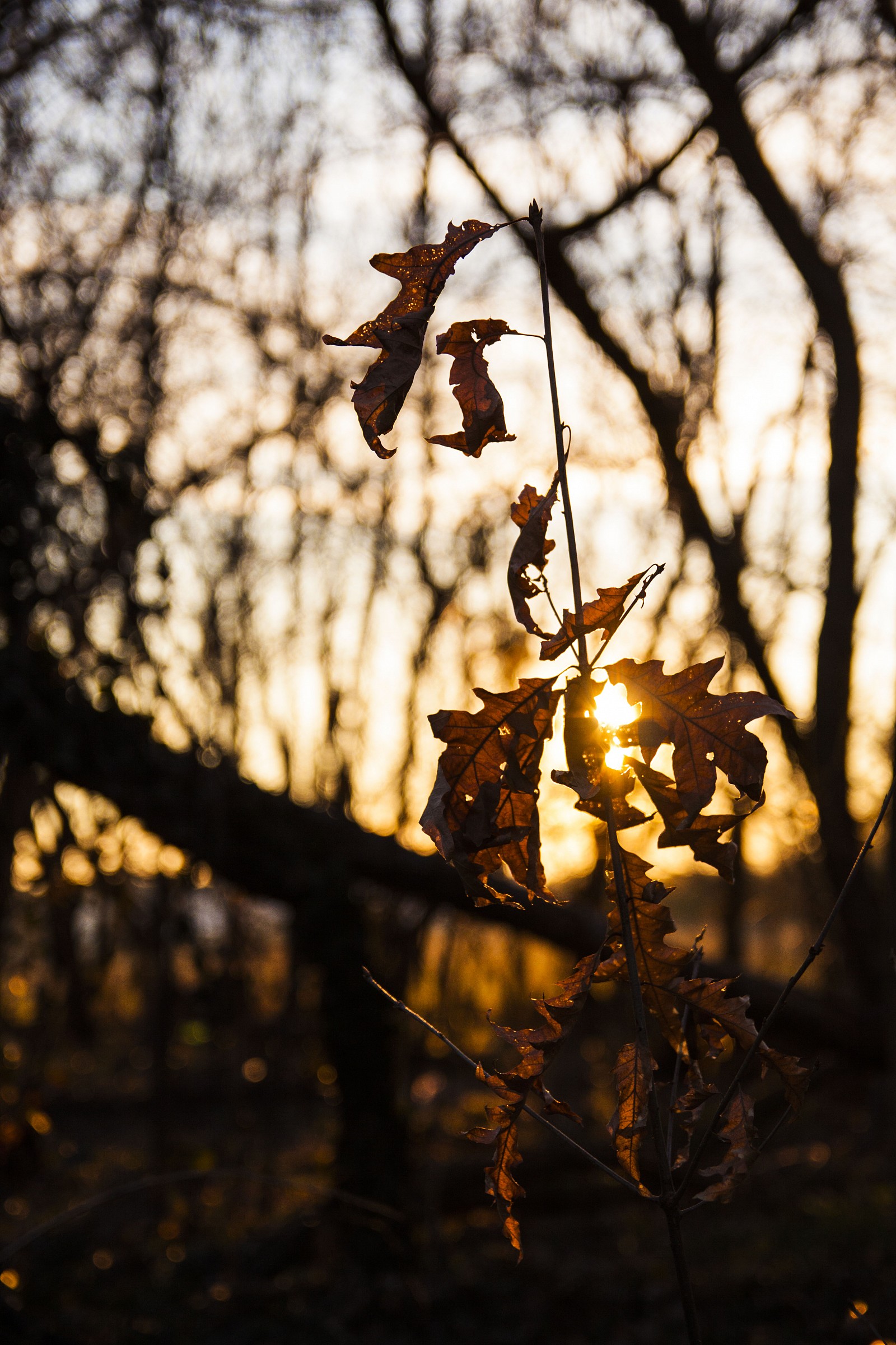 If winter comes, can Spring be far behind?