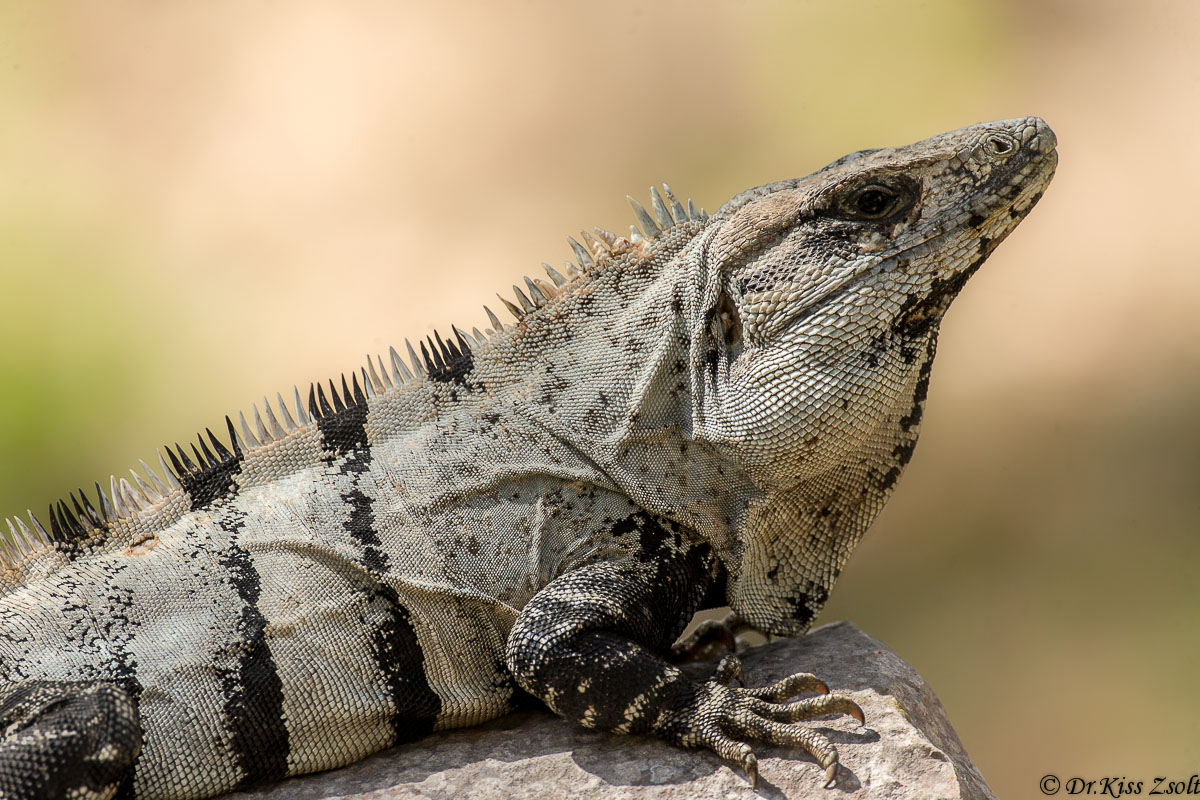 Nero iguana dalla coda spinosa