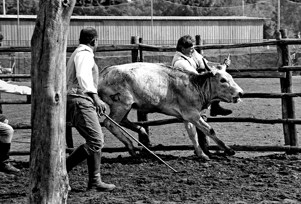 La merca del bestiame