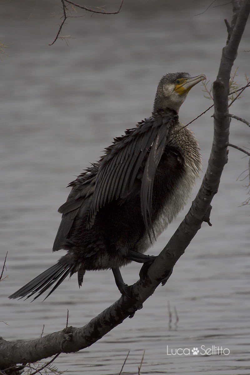 Cormorant