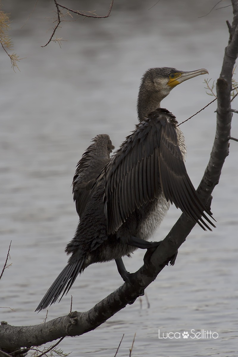 Cormorant