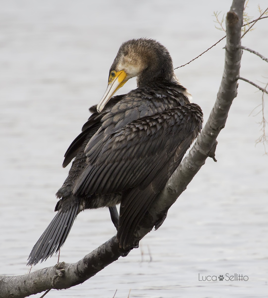 Cormorant