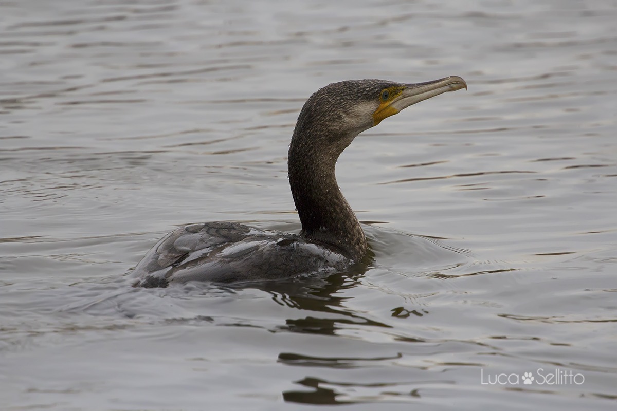 Cormorant
