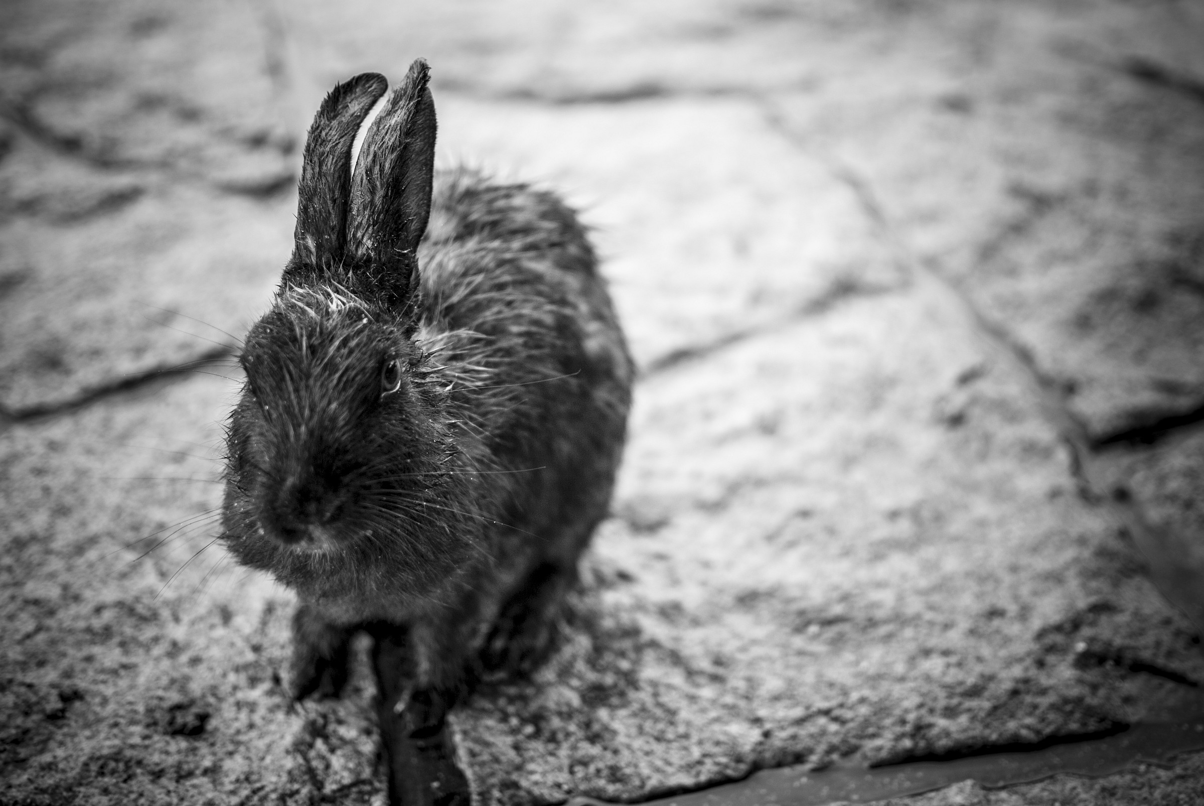 strapazzami di coccole