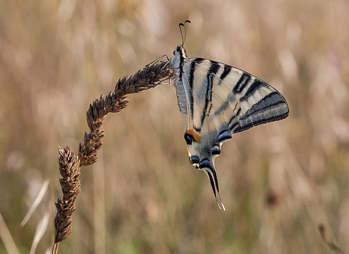 stai ferma bella,stai ferma!