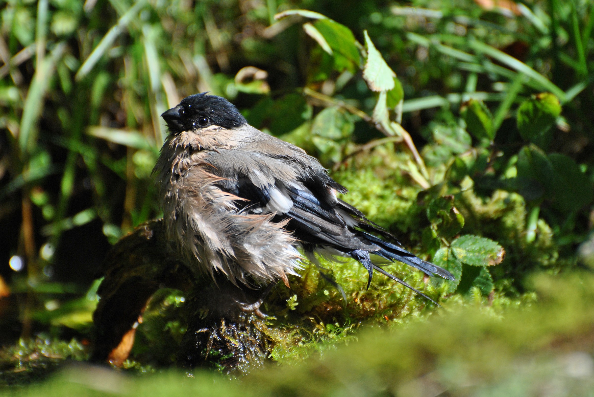 Bullfinch female while bathing