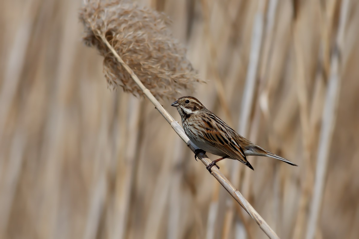 Migliarino di palude(Emberiza schoeniclus)