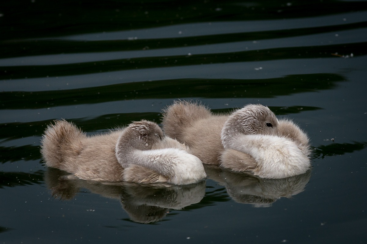 Sonnellino postprandiale